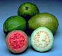 Pulps - concentrates - juice preparations