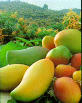 Mango pulps - concentrates - juice preparations