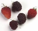 Tropical and exotic fruits - Blackberry