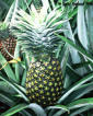 Pineapple - Pulps Concentrates Juices Preparations Compotes Fruit puree